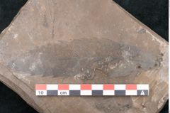 Foto (Detailansicht) von Castanea atavia Unger (NHMW-GEO-2024-0188-7964)